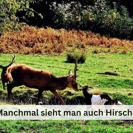 Hirschperle - Black Forest Sasbachwalden